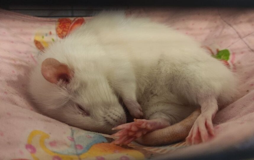    предоставлено фондом