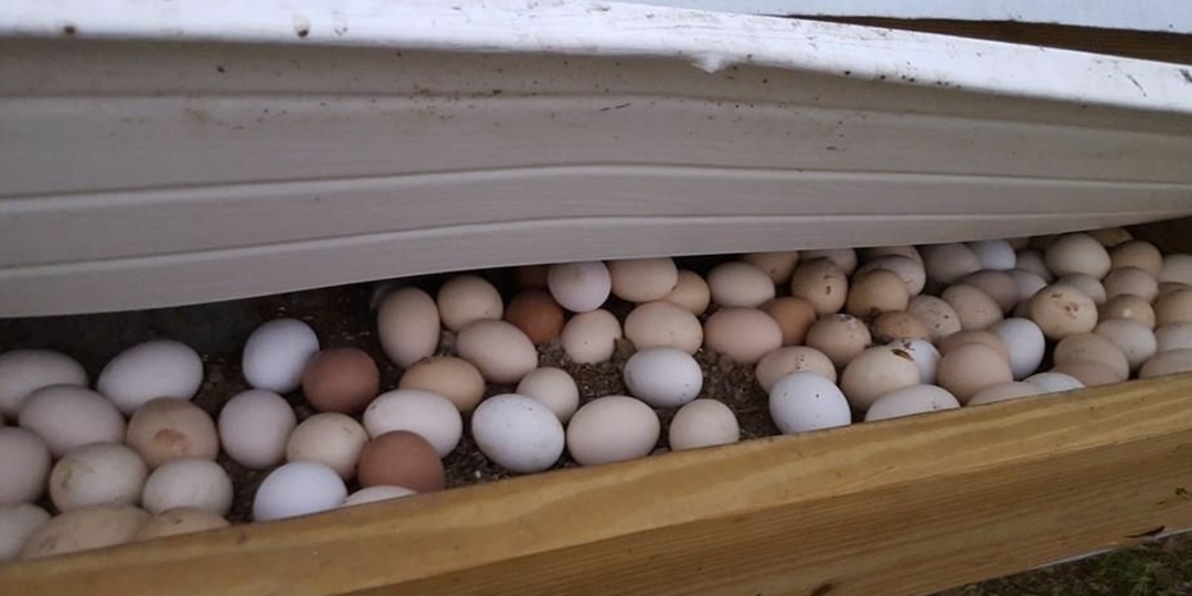 Добавил в мешанку всего один дешёвый продукт из рынка. Куры сразу оживились, и яйценоскость поднялась почти вдвое.