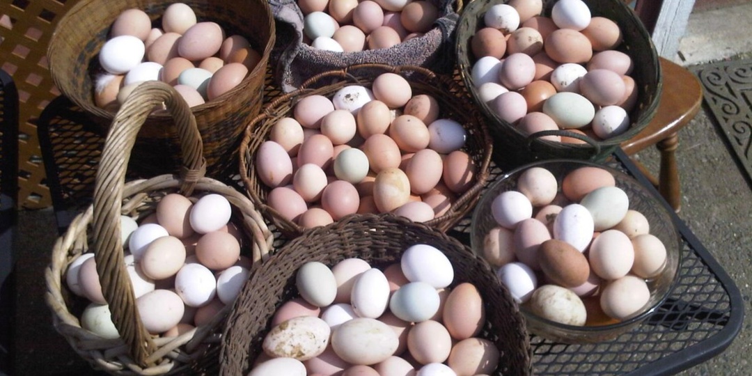 Думал, что куры зимой не будут нестись вовсе, но добавил один продукт в корм. Через 2 дня яйценоскость поднялась до 90%.