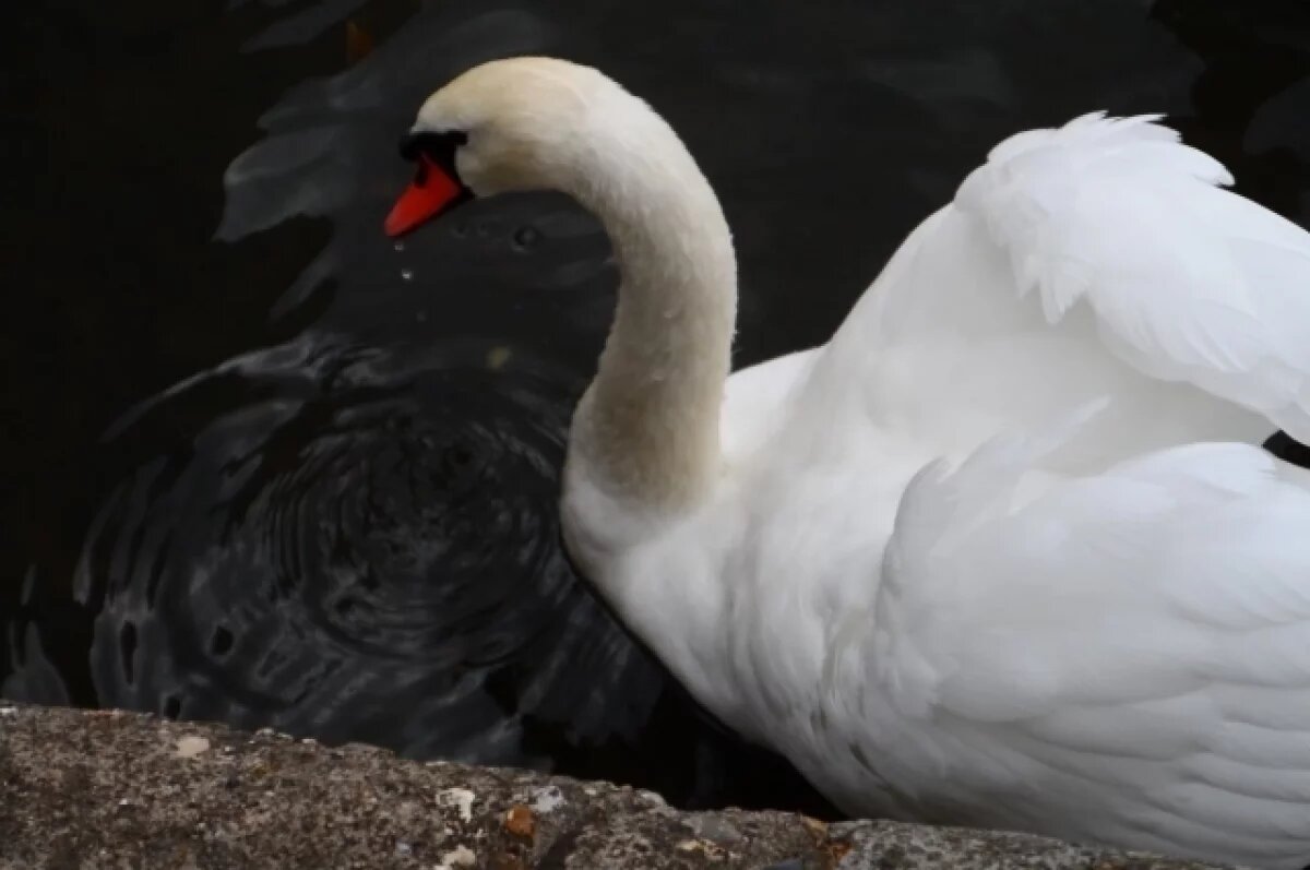    Жители воронежского Богучара спасли одинокого лебедя от гибели на озере