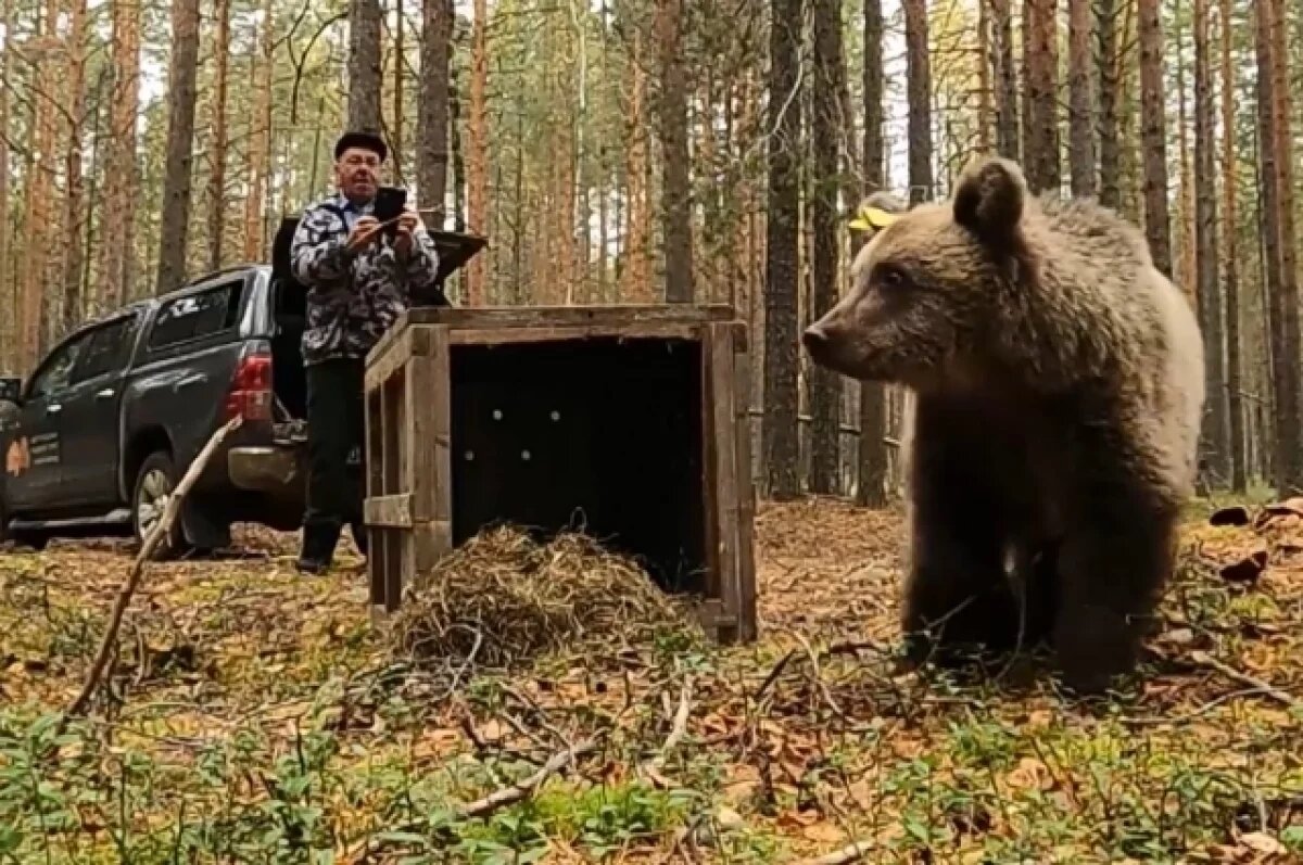    Девять медвежат-сирот вернулись в дикую природу этой осенью