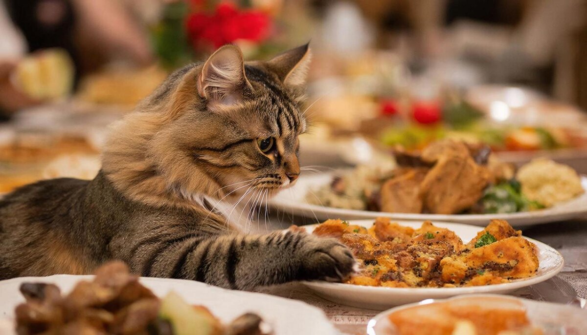 А также важно следить, чтобы питомец не утащил что-то вкусное в ваше отсутствие.