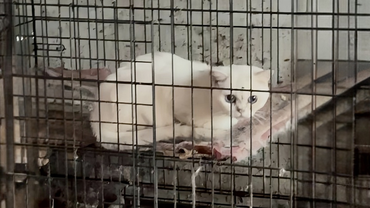    «Куда ни зайди, везде кости»: владелица приюта для животных месяцами морила питомцев голодом