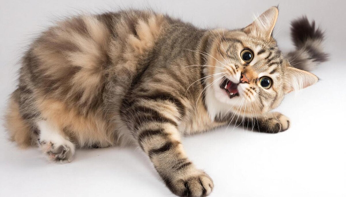 «Неадекватное» поведение кошки — увы, нормальная реакция на экстракт валерианы.