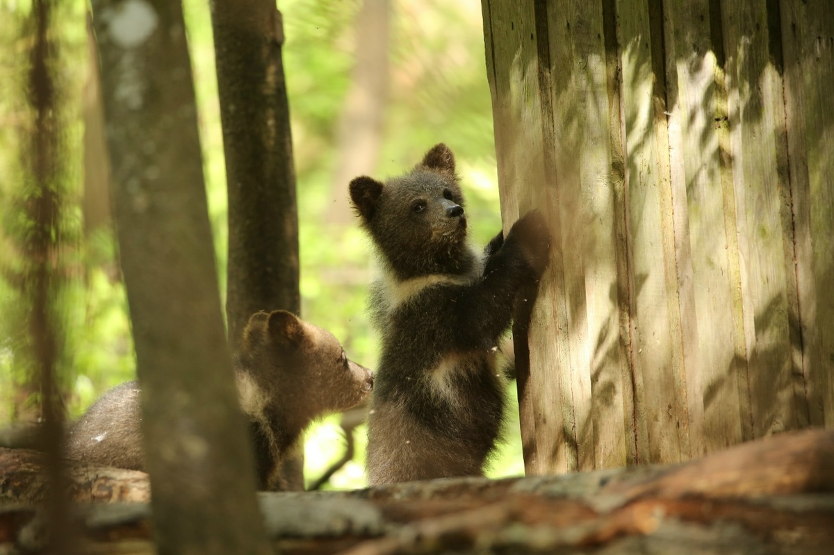    фото: Центр спасения медвежат-сирот / VK