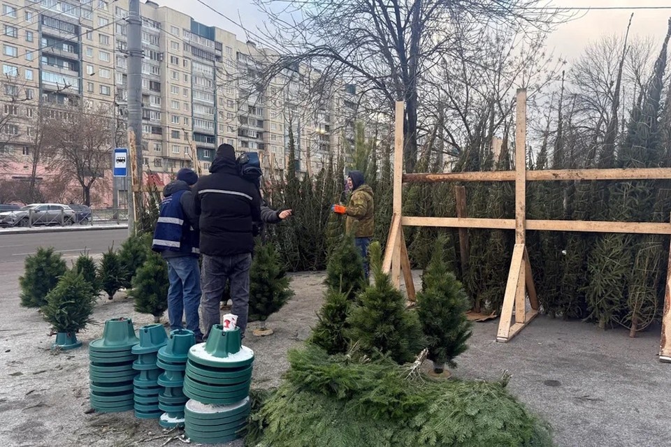    Это не похитители Рождества, это охотники за нелегальными торговцами елок. Фото: ККИ