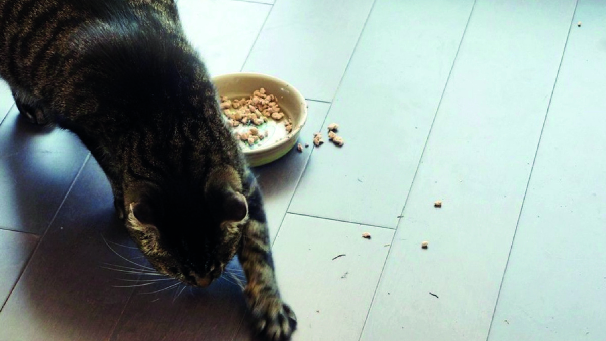 Фото из интернета. Кот закапывает еду в миске.