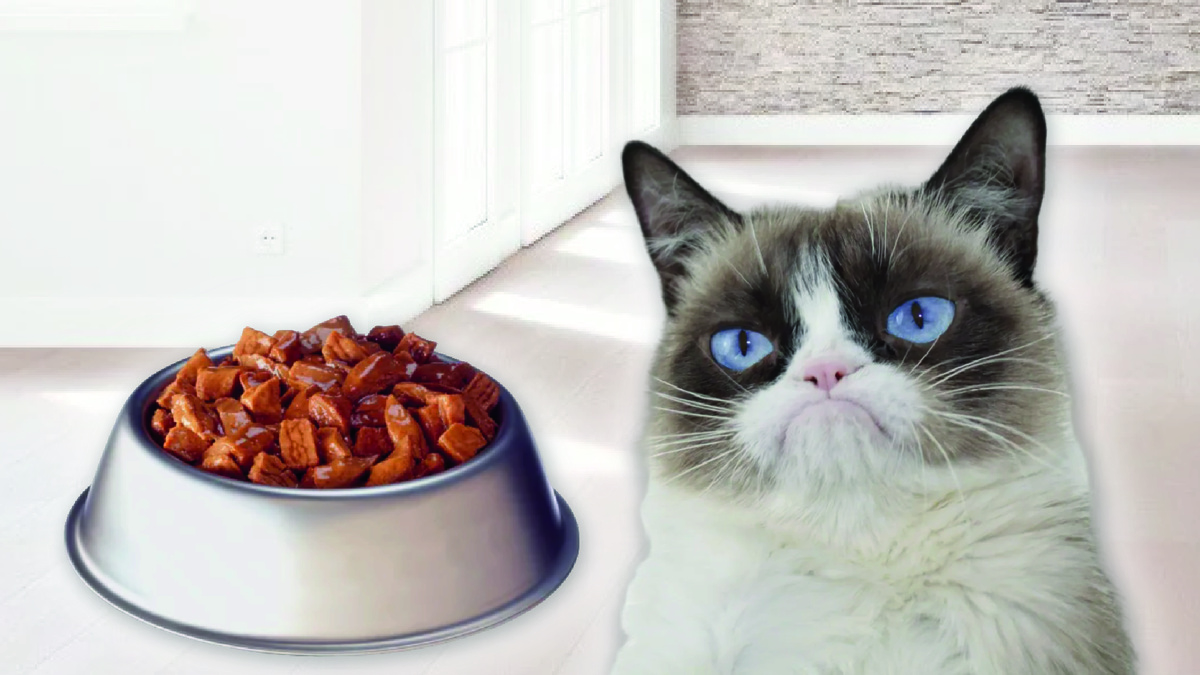 Невкусный корм - одна из причин, почему кошка закапывает еду в миске .