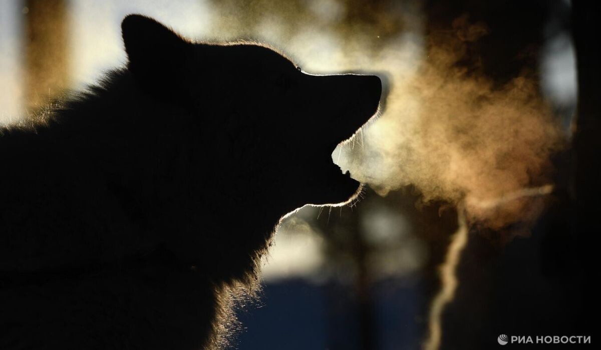     Собака. Источник: © РИА Новости Автор фото: Александр Кряжев
