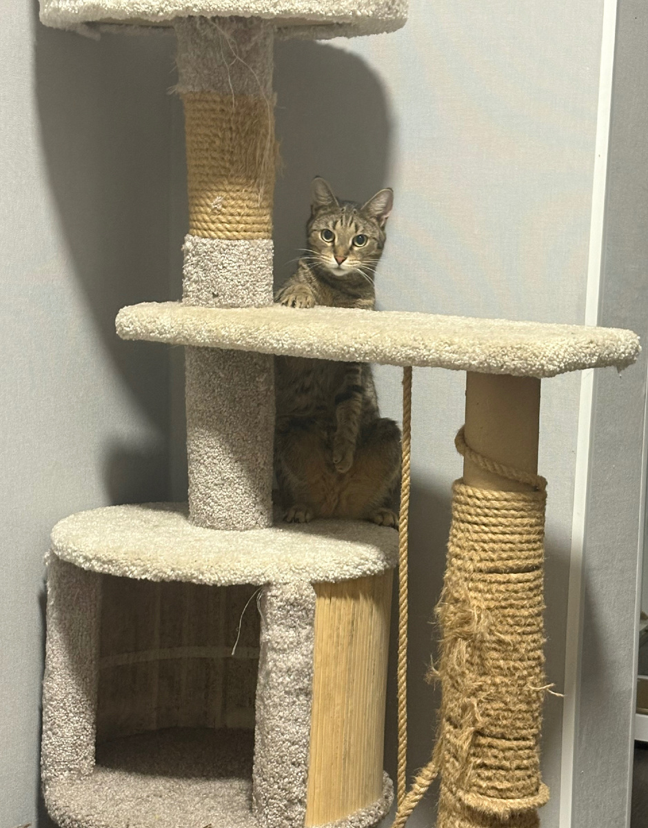 Грустно без чаек, совсем не весело