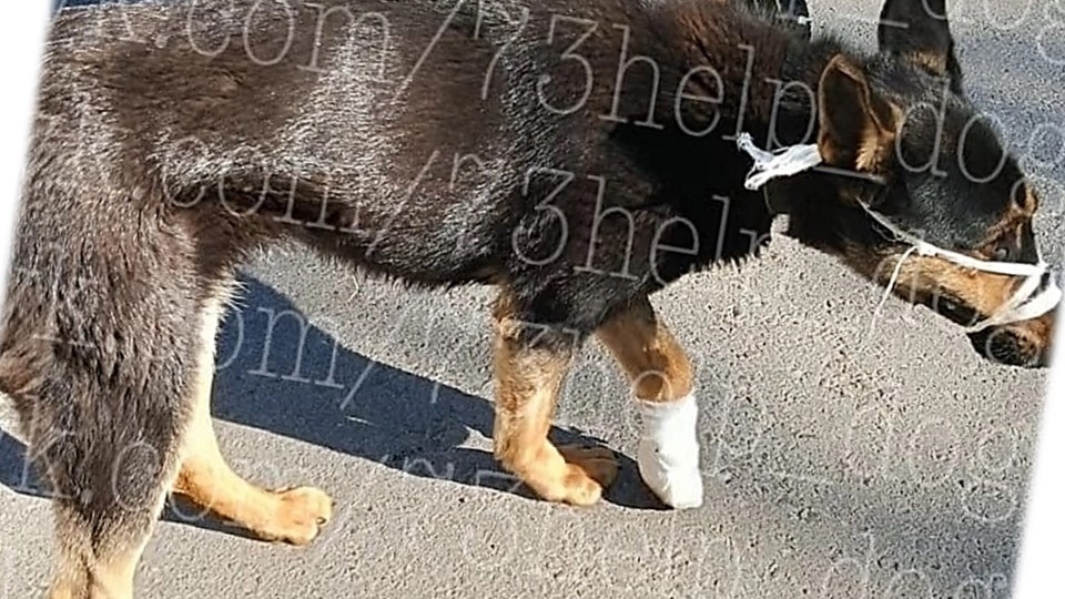 Мольба о помощи! Спасите Мишку от долговой ямы! 😭🙏🏻 Он пережил ад, чтобы жить!