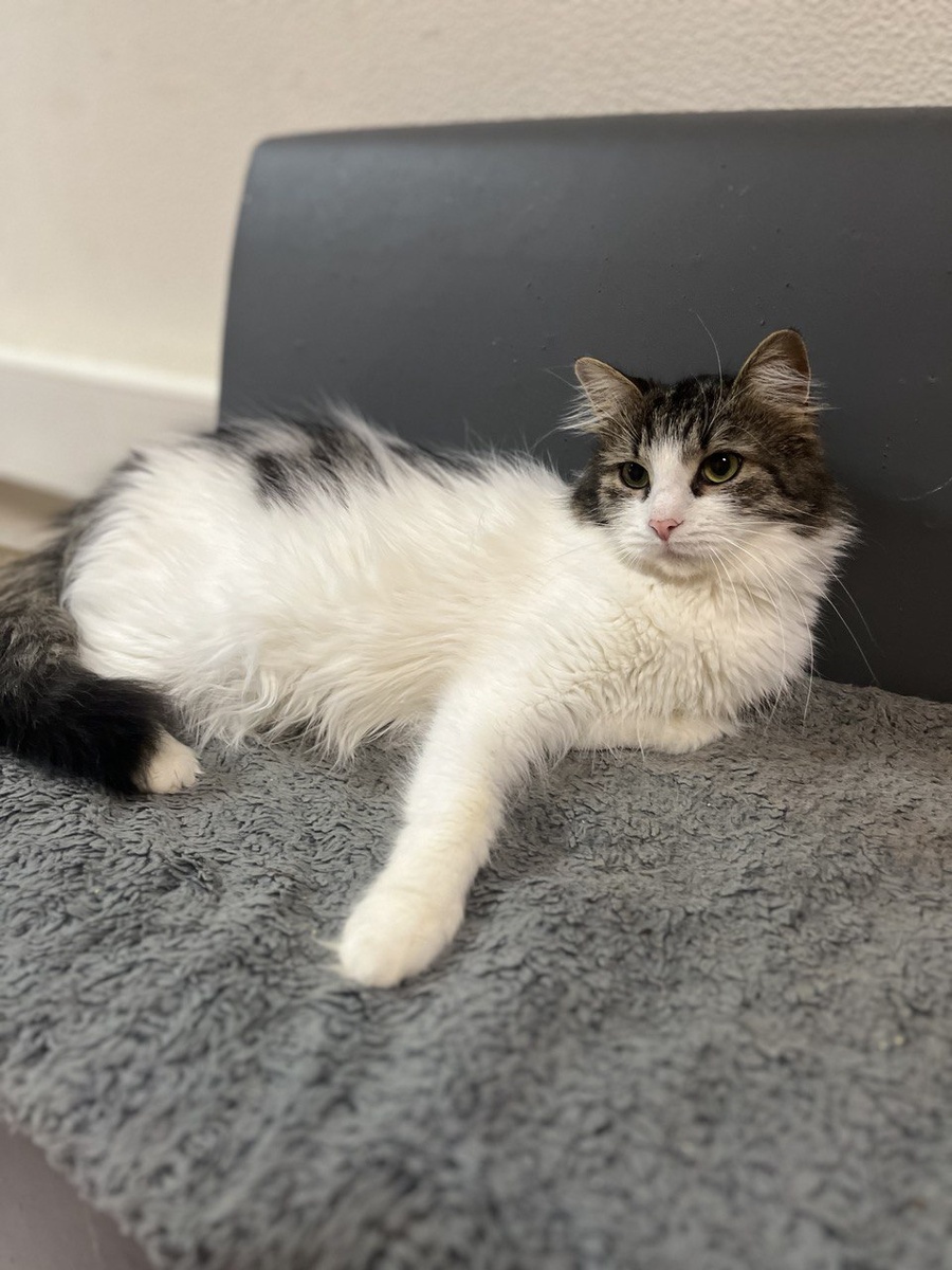 Это фото уже недавнее, московское. В Пятигорске кошка выглядела совсем по-другому