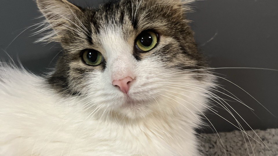 Кошечка просила помощи, было видно, что голодает. Но счастливые обладатели дорогих квартир её не видели и не слышали