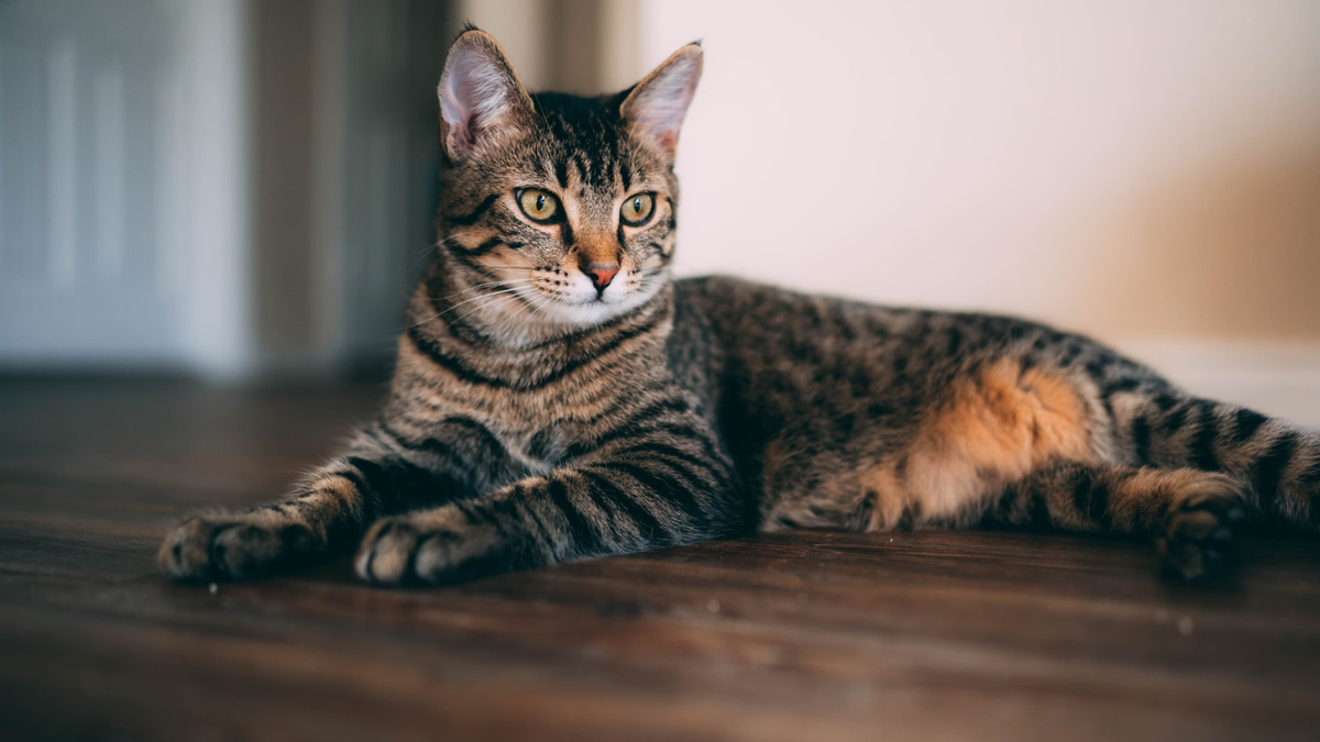    Кошка, похожая на спасенную в Гатчине