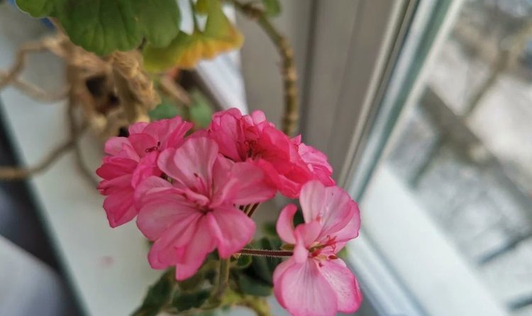 Паутинный клещ на комнатных цветах: что сделать для победы над вредителем