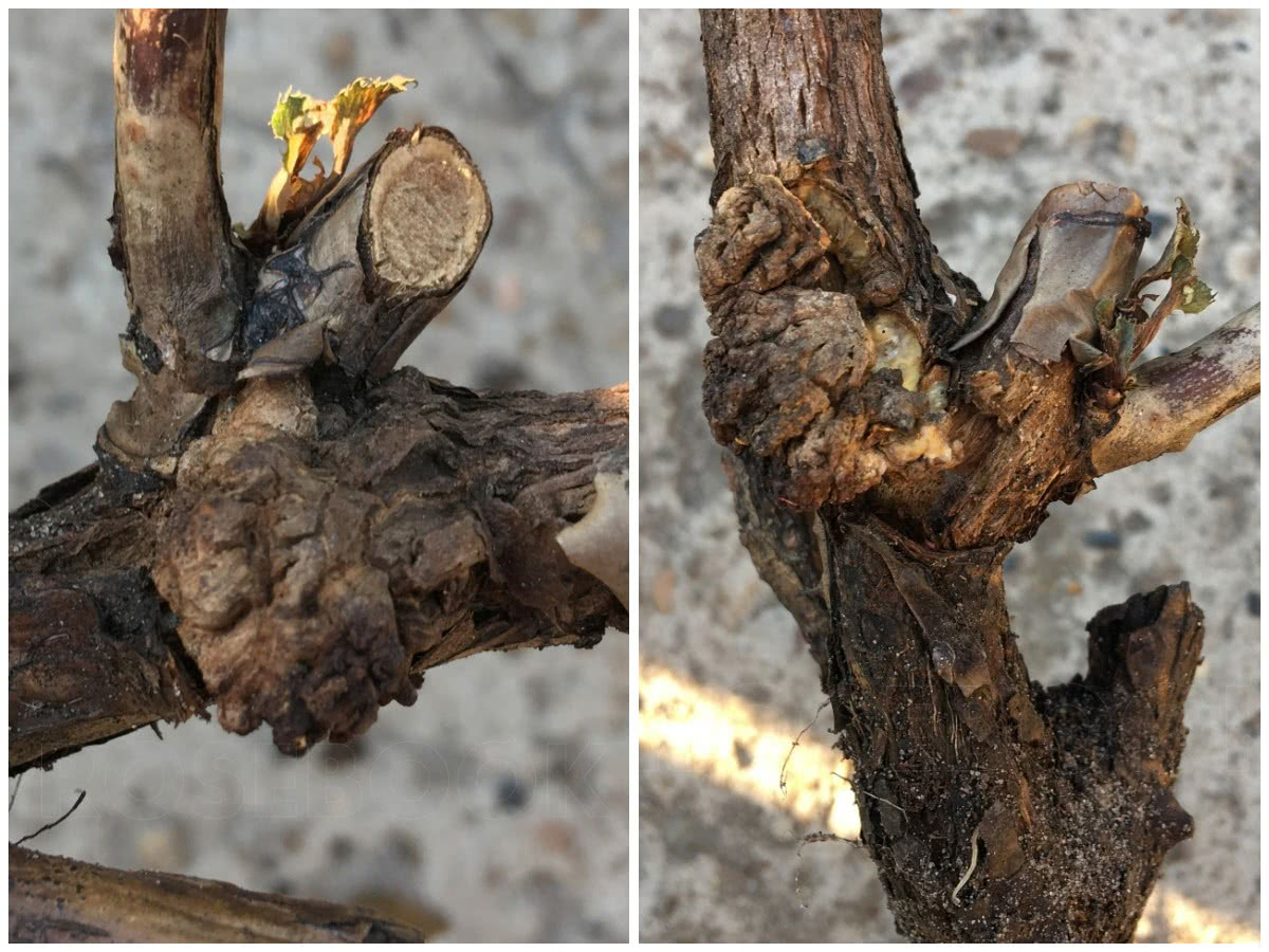 Вот такие наросты если  есть на розах-это рак.