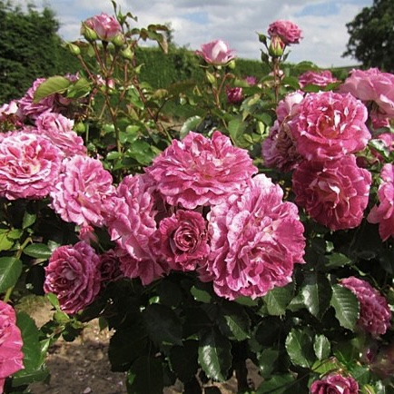 Роза Летс Селебрейт.