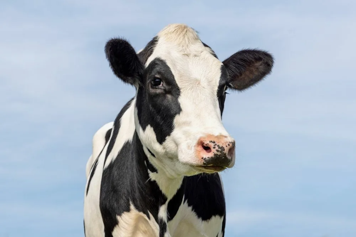 Взято из интернета.