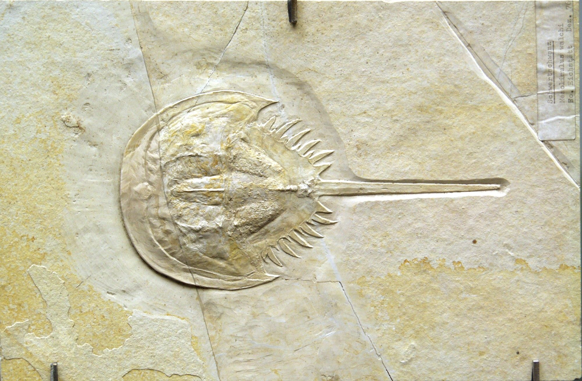 Старенький дедушка...