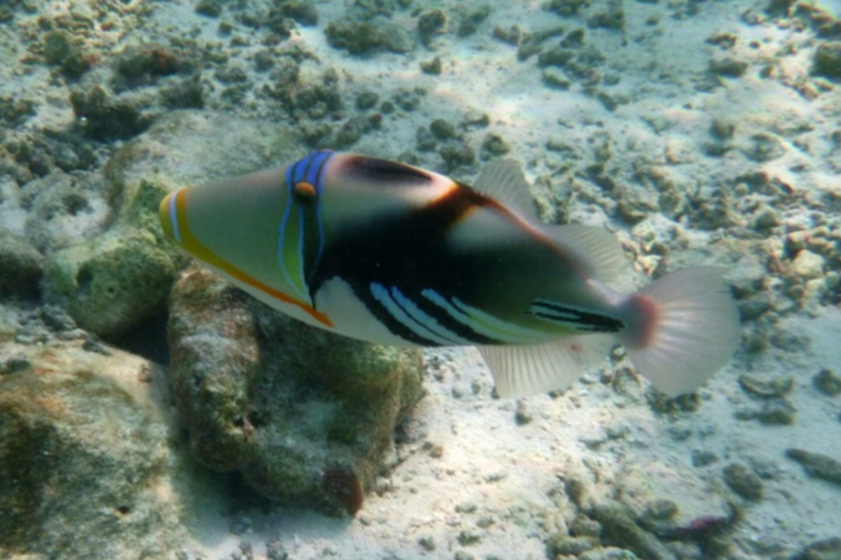 А на фото, как будто улыбается мне😁😁😁