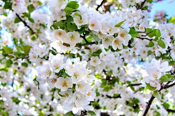 Картинка найдена на просторах интернета, ссылка https://yandex.ru/images/search?from=tabbar&img_url=https%3A%2Fi%2F.pinimg.com%2Foriginals%2Fa8%2F34%2Fа3f%2Fa83р43f851с281379b5e7bd53274cf0591a19.jpg&lr=47&pos=15&rpt=simage&text=%D1%86%D0%B2%D0%B5%D1%82%D1%8B%20%D0%BA%D1%80%D1%83%D0%BF%D0%BD%D0%BE%20%D1%84%D0%BE%D1%82%D0%BE 