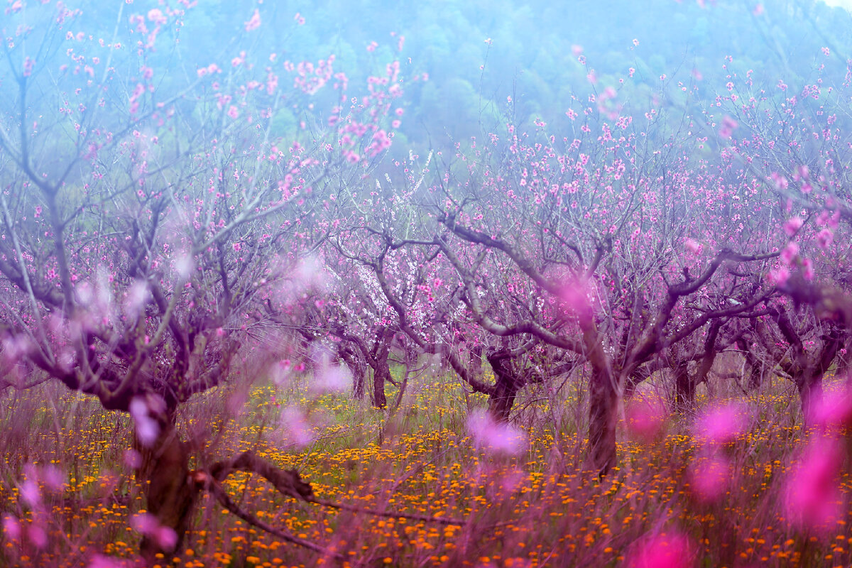 Картинка найдена на просторах интернета, ссылка https://yandex.ru/images/search?from=tabbar&img_url=https%3A%2Fi%2F.pinimg.com%2Foriginals%2Fa8%2F34%2Fа3f%2Fa83р43f851с281479b5e7bd53274cf0591a19.jpg&lr=47&pos=15&rpt=simage&text=%D1%86%D0%B2%D0%B5%D1%82%D1%8B%20%D0%BA%D1%80%D1%83%D0%BF%D0%BD%D0%BE%20%D1%84%D0%BE%D1%82%D0%BE 