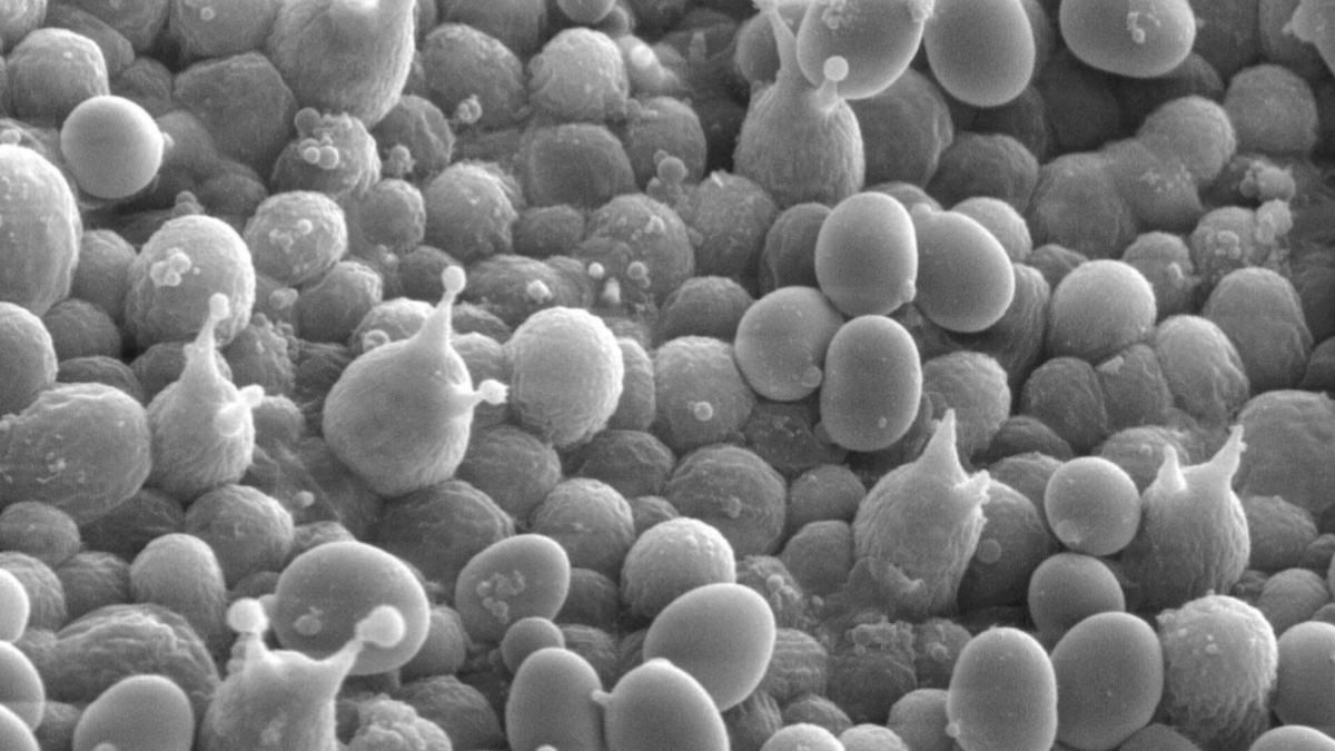 Лица невидимых пасажиров...