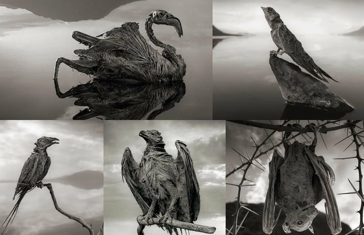 Фотограф Ник Брандт