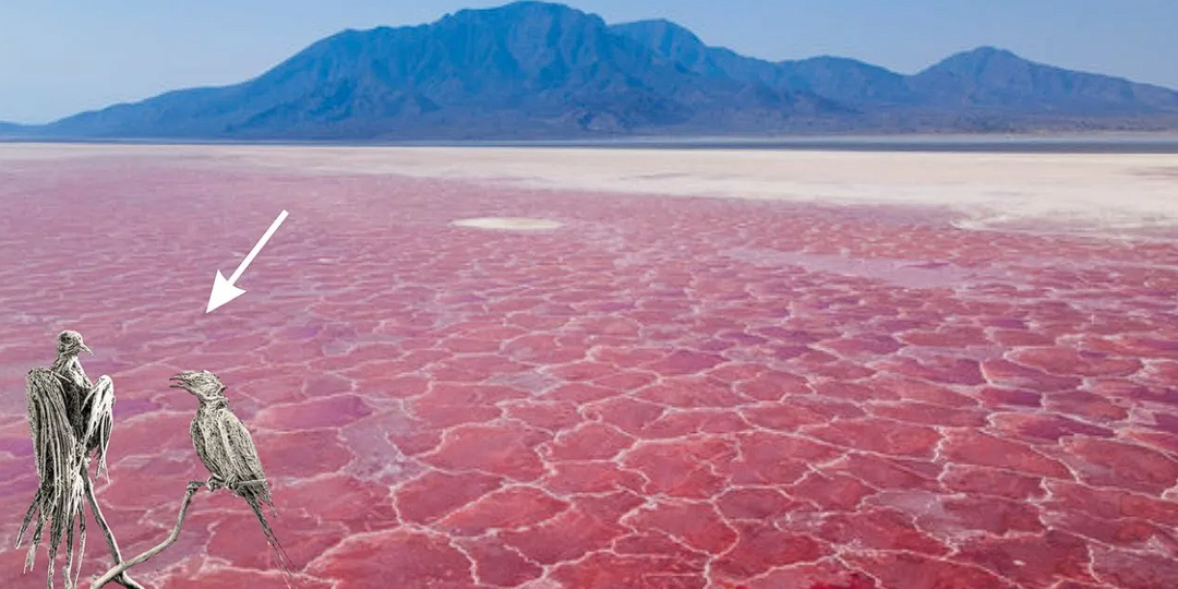 Озеро Натрон: Водоем, который превращает животных в каменные статуи