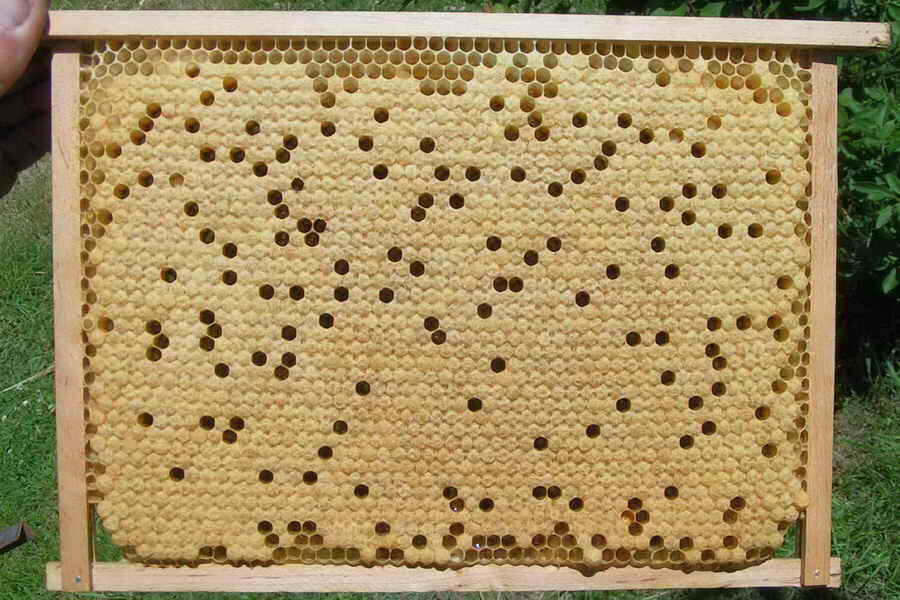 Рамка с трутневым расплодом. В ней как правило, основная масса клеща