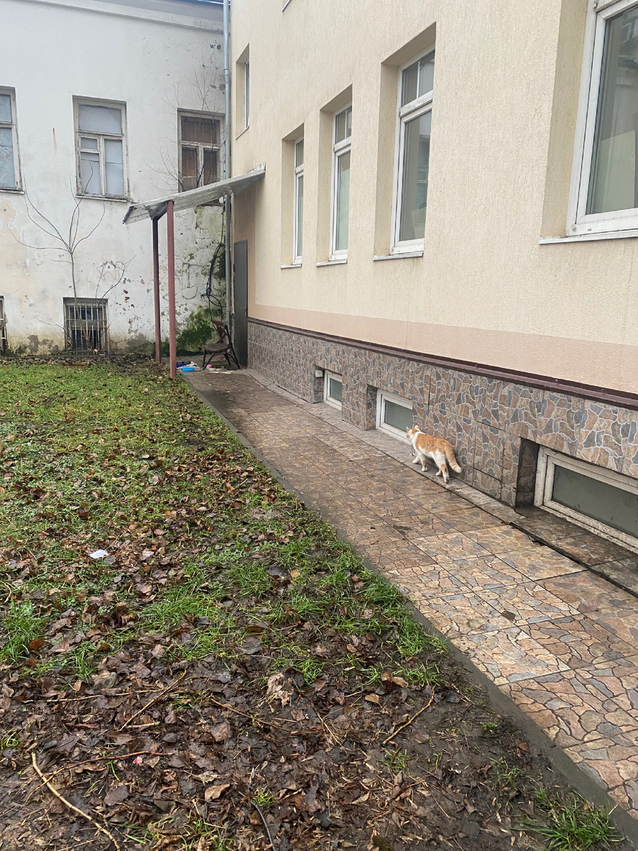 Рыжик идет к завтраку