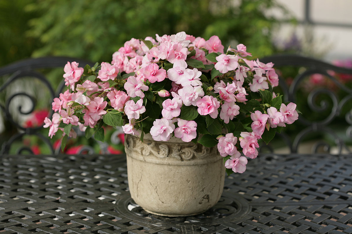 Бальзамин "Юнона". Источник фото: https://коммунафлора.рф/product/37-1-athena-f1-appleblossom-mahrovyj-cena-za-2sht/