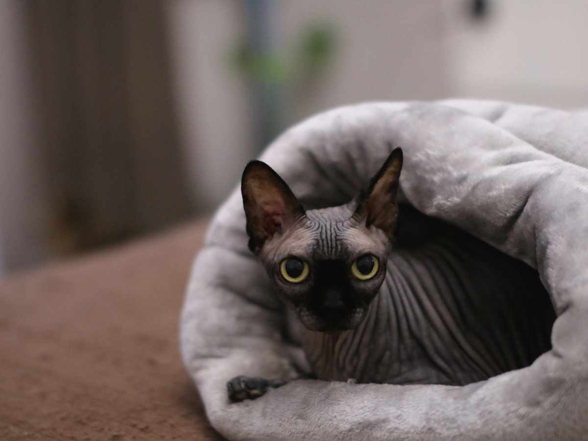 Предсказуемость, баланс рутины и хаоса, уважение к желаниям питомца - три кита, на которых строится жизнь взрослого сфинкса