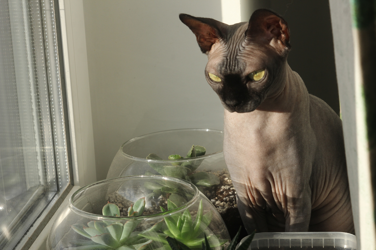 Коте почти 7 лет. Мы тщательно следим за ее весом и другими физиологическими показателями