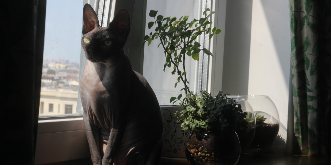 Сфинкс в расцвете сил: гайд по правильному содержанию молодой взрослой кошки (1,5 – 7 лет)