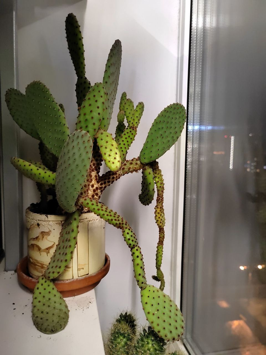 Опунция. Автор фото - Наталья Макеева 