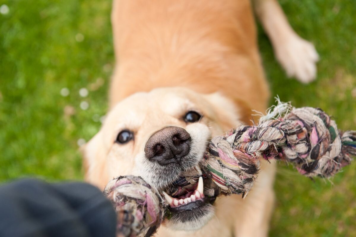 Собака тянет канат 