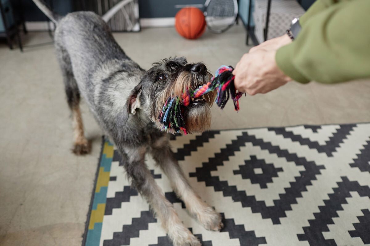 Перетягивание каната с собакой 