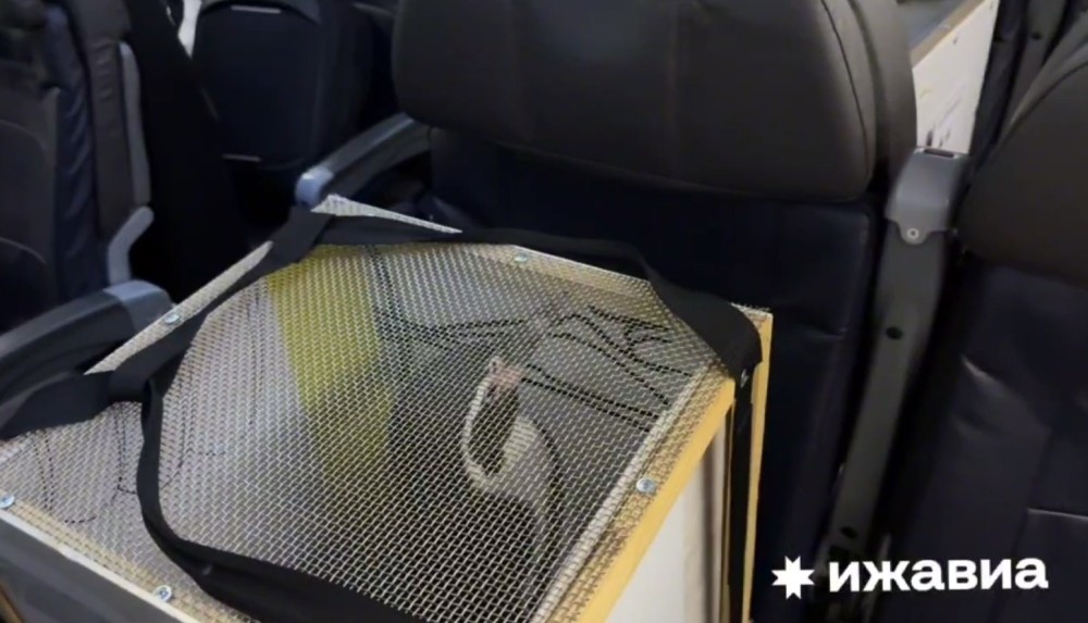    Пингвины Гумбольта стали пассажирами на рейсе Сочи — Ижевск