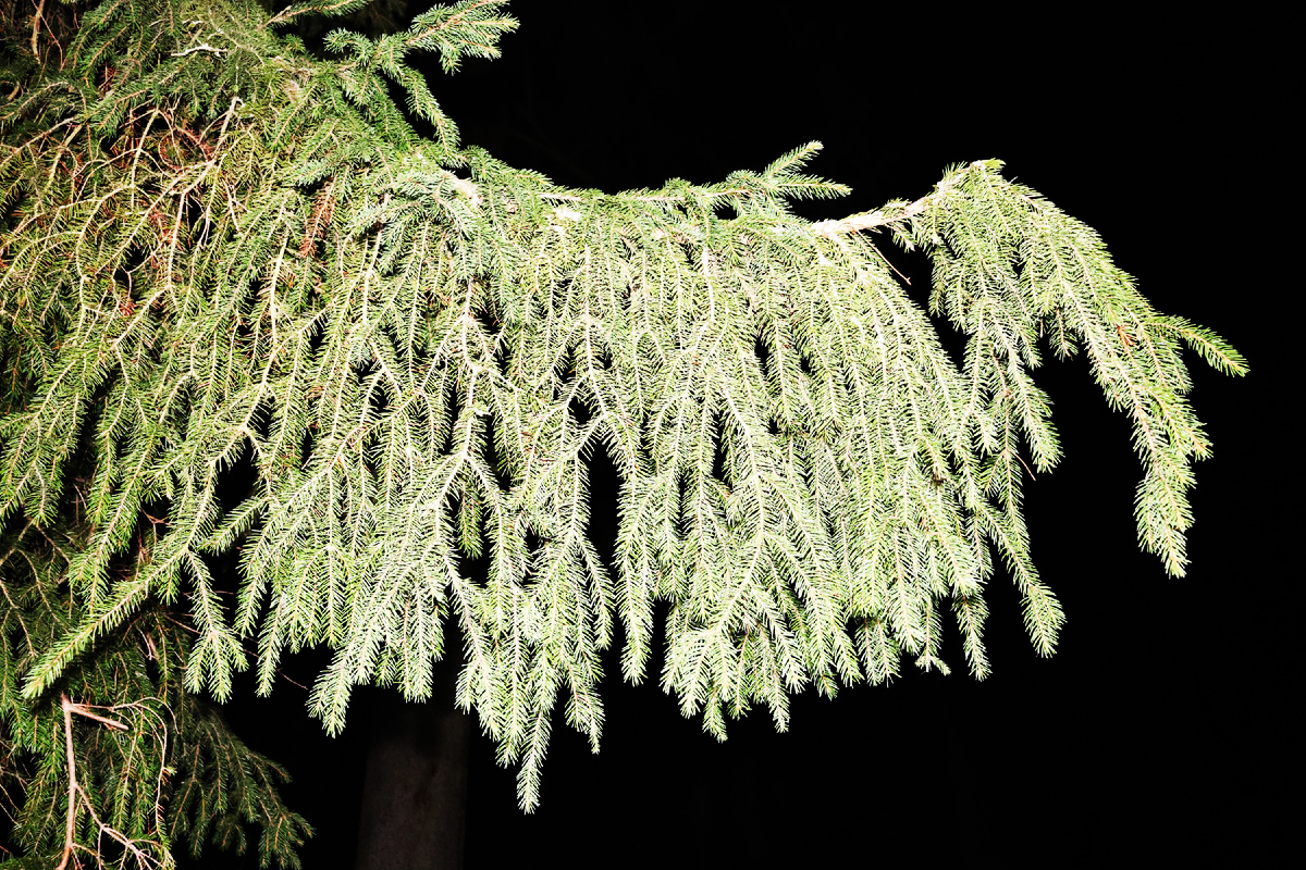 Фото из личного архива 