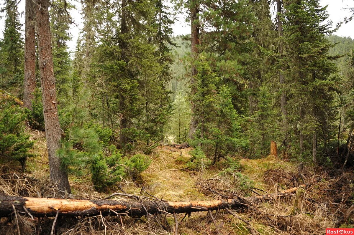 Фото: rasfokus.ru