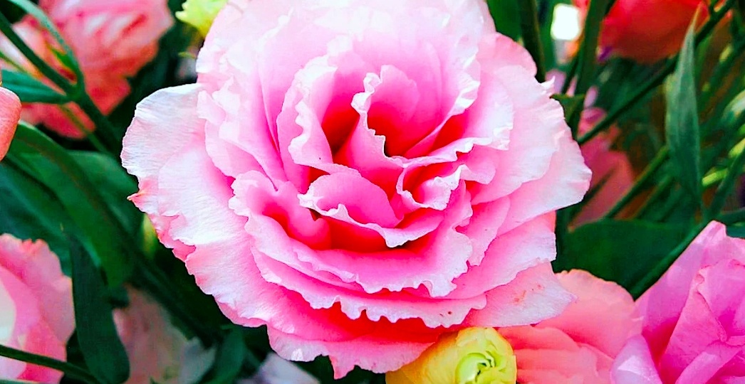 Пришло время сажать Эустому: Новый старт для цветочной красоты!