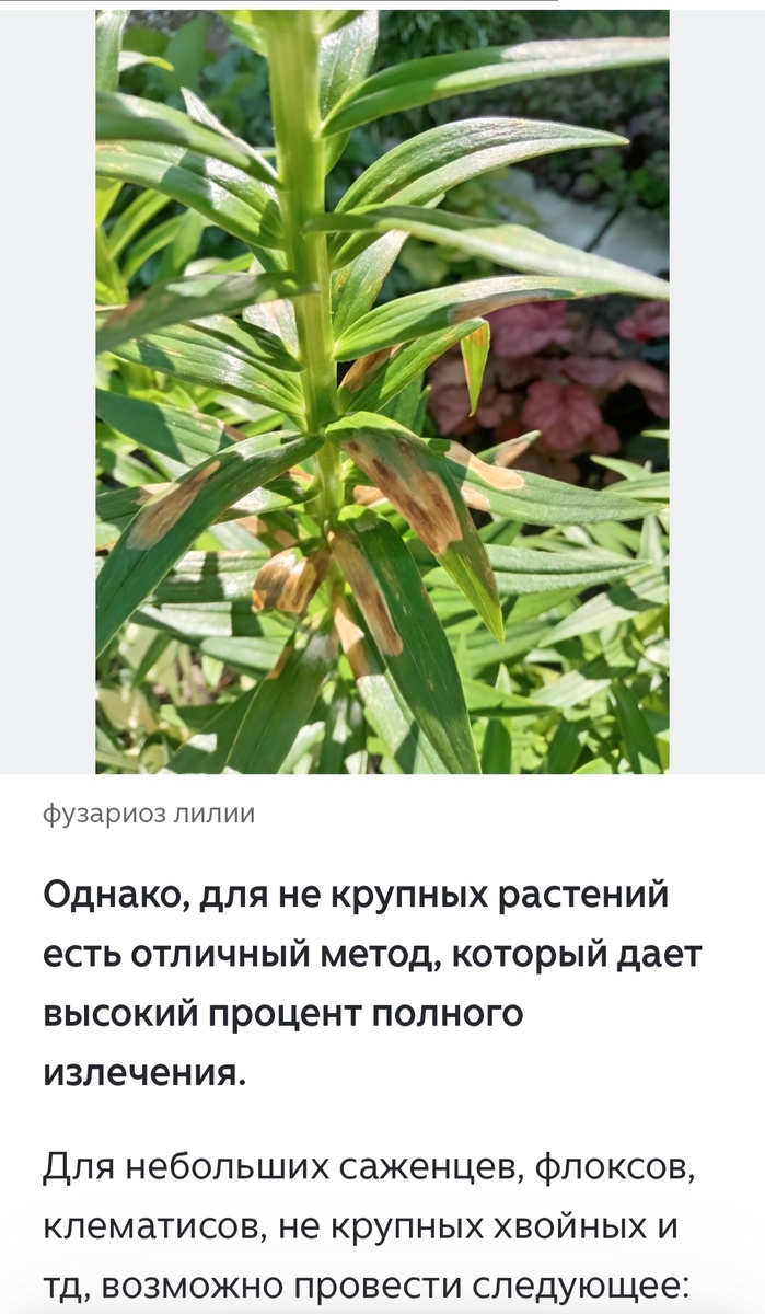 Скриншот из статьи.