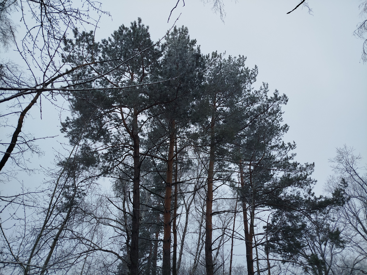 Сосны в Ботаническом Саду.