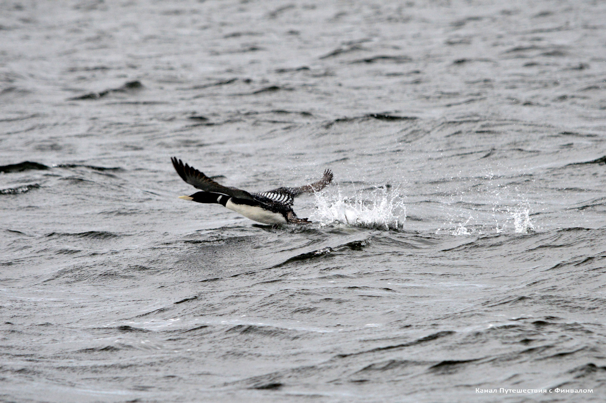 Белоклювая гагара (Красная Книга) (Фото Сергея Важова)