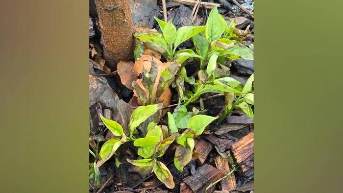 Обложка © MAX / Москва М125