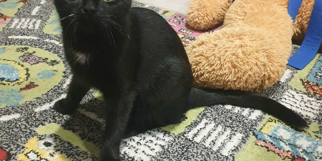 ИСКРИНКА ищет самый тёплый дом!🏡