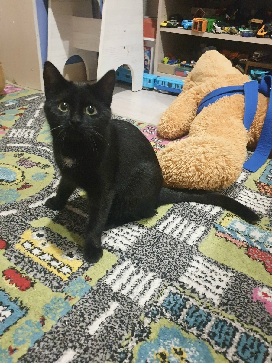 Я Искринка и мне нужен дом 🏡