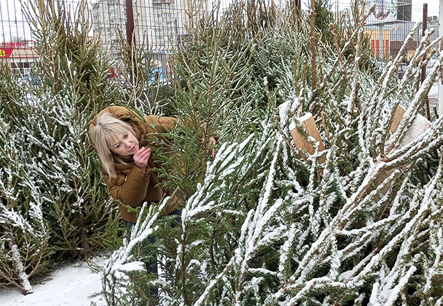 501 рождественское дерево отправили из Тверской области в другие регионы за неделю