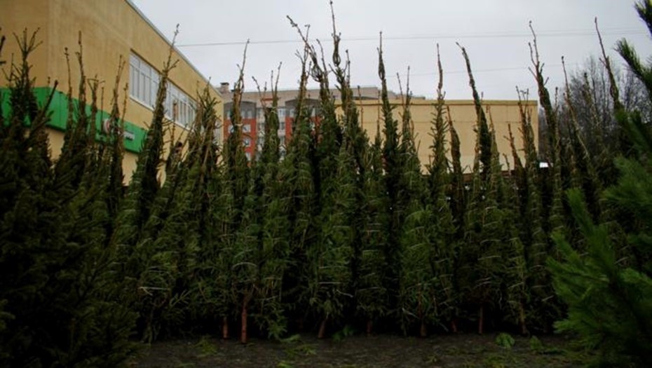    Автор фото: Мария Владыко / ТАСС